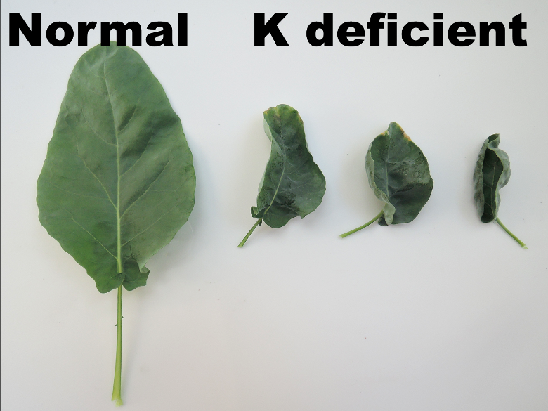 K deficiency in cauliflower