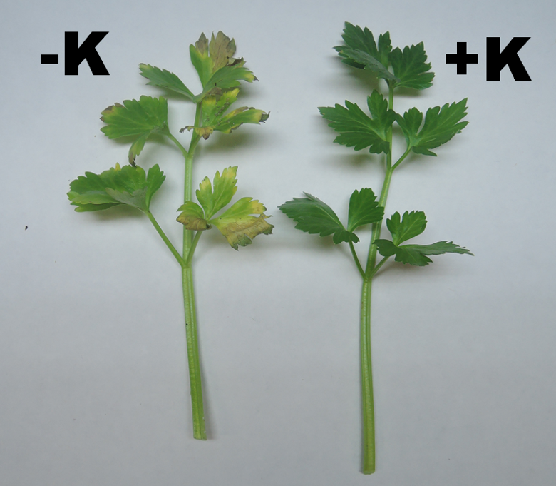 K deficiency in celery
