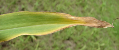 Picture of K deficient corn leaf
