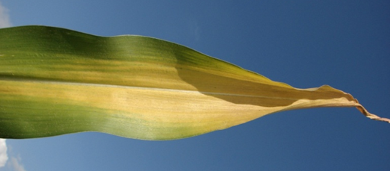 Picture of N deficient corn leaf