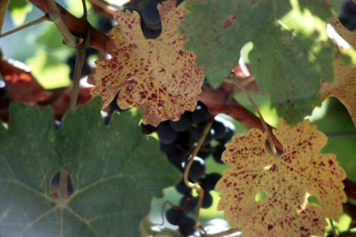 Picture of P deficient grape leaves