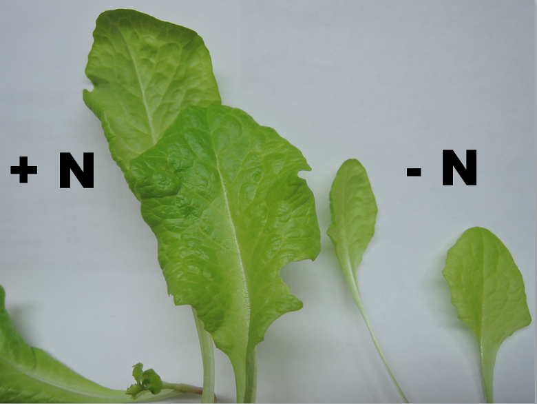 Picture of N deficient lettuce