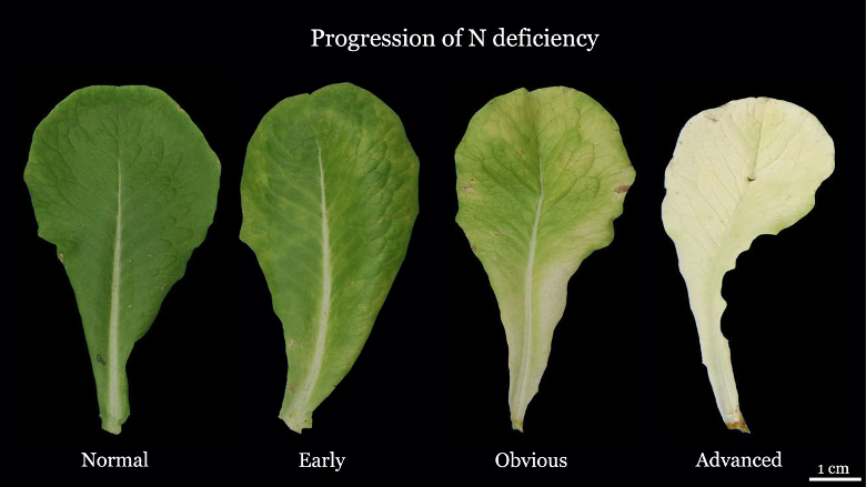 Progression of N deficiency symptoms