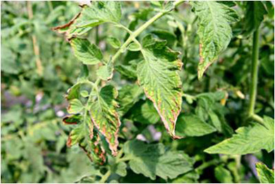 Síntomas de deficiencia de K en hojas de tomate