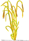 Barley plant