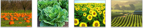 Photo montage: pumpkin patch, lettuce, sunflower field, vinyard at sunset