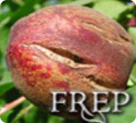 FREP on an apricot