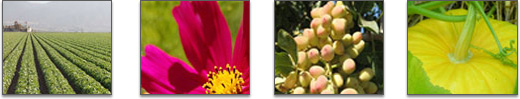 Photo montage: Field, flower, plants, pumpkin