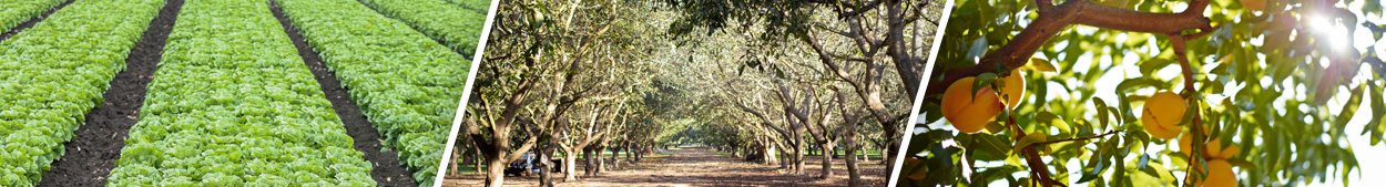 A photo montage of a green field, a shady grove, and an orange branch