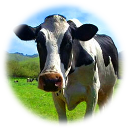 Cow