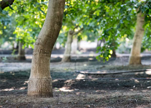 walnut tree