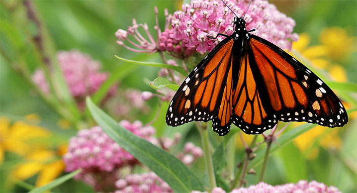 orange butterfly on a pink flower