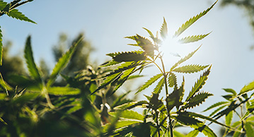 a cannabis plant growing outdoors