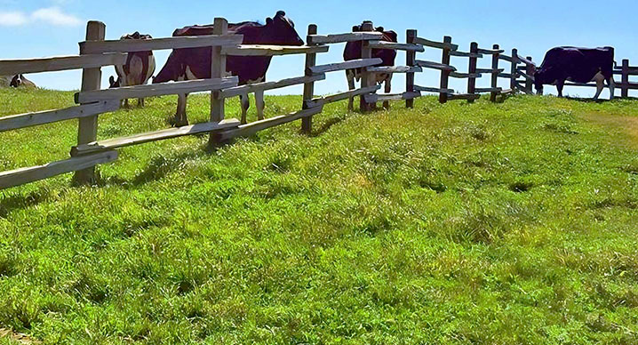 cows near a fence