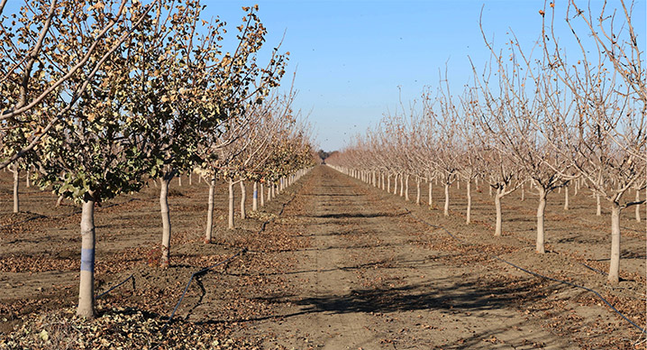 trees in an orchard