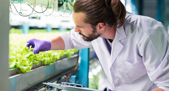 a scientist studies leafy green plants