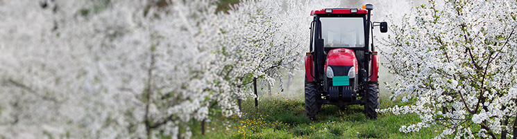trees in an orchard