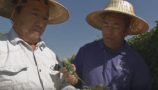 Tchieng and Thao Farms video thumbnail