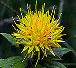 Biofuel Crops