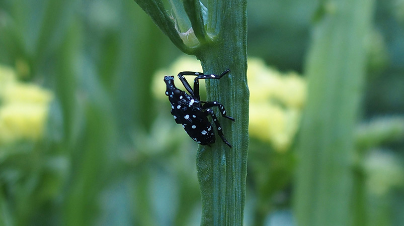 SLF early nymph