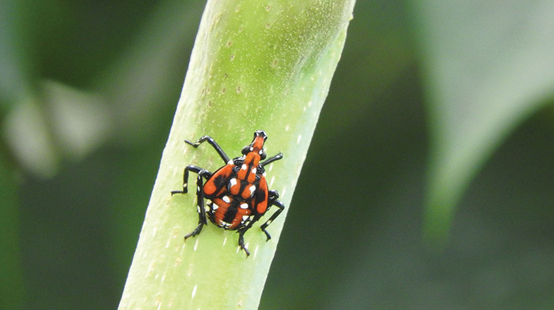 SLF late nymph