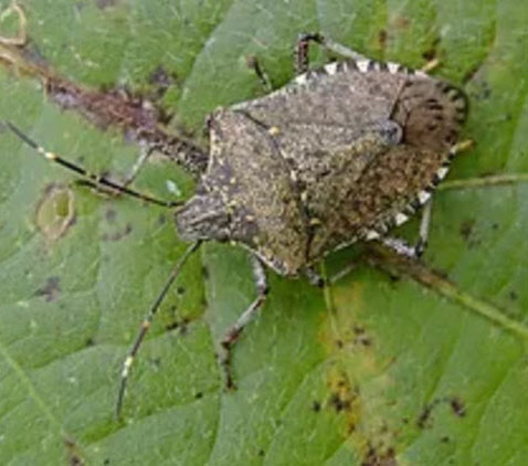 Brown marmorated stink bug