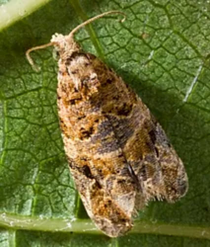 European grapevine moth