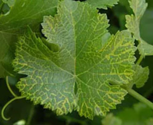 Grapevine fanleaf with yellow mosaic pattern