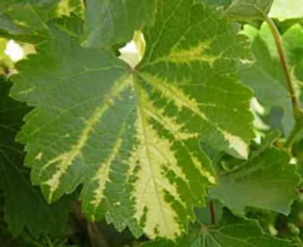 Grapevine fanleaf with bright yellow vein banding on leaf