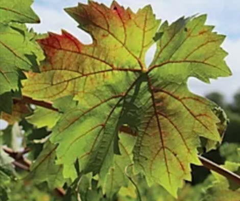 Grapevine red blotch disease