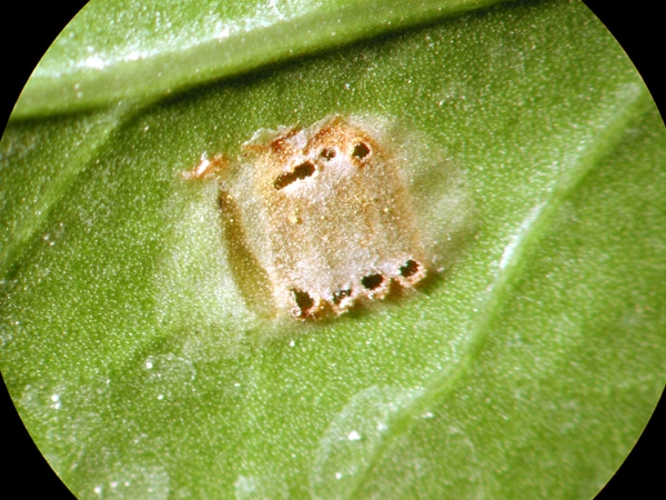 GWSS egg mass on a leaf.