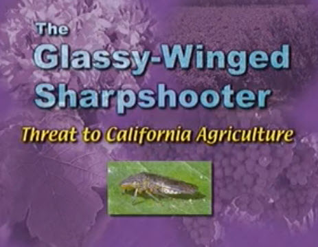 The Glassy-Winged Sharpshooter: Thread to California Agriculture