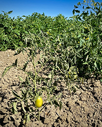 Damaged tomato plant 2