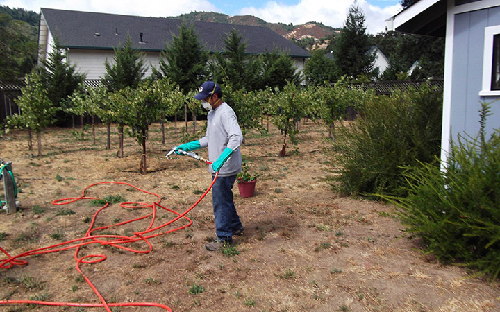 A crewperson uses a red hose to treat plants
