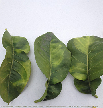 Huanglongbing image