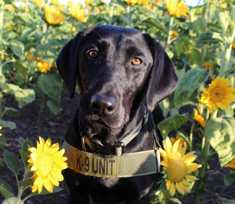Detector Dog Berty