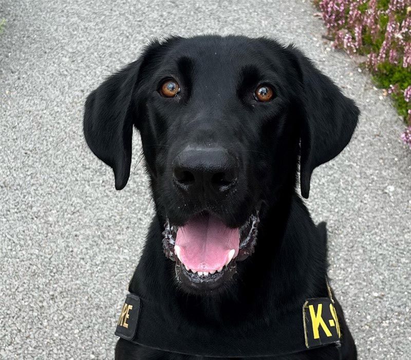 Detector Dog Waylon