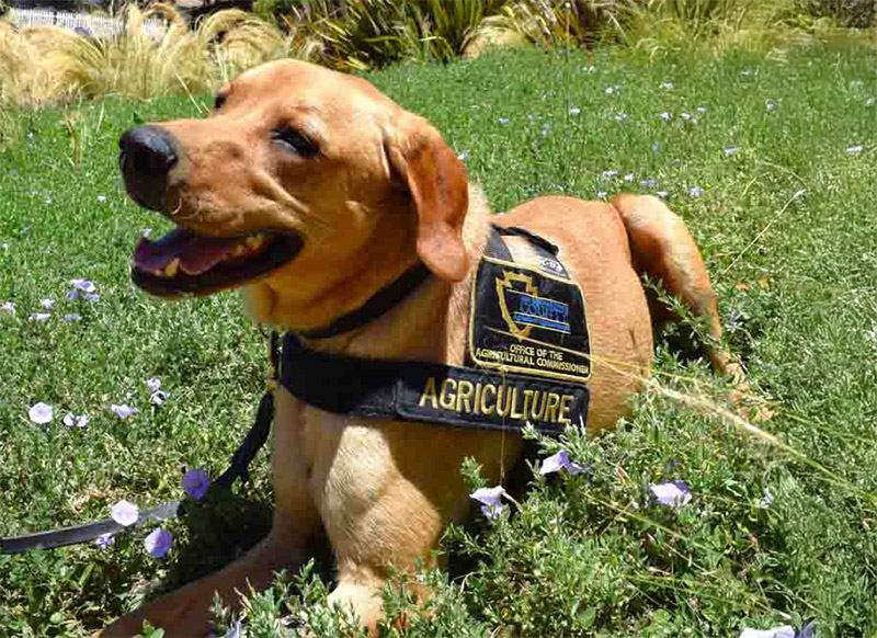 Detector Dog Ares