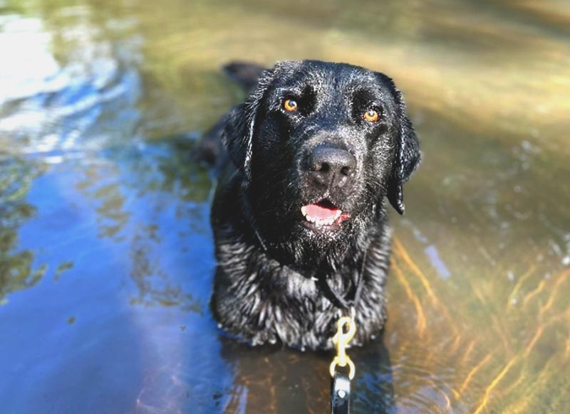 Detector Dog Helen
