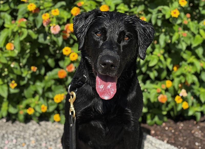 Detector Dog Mila
