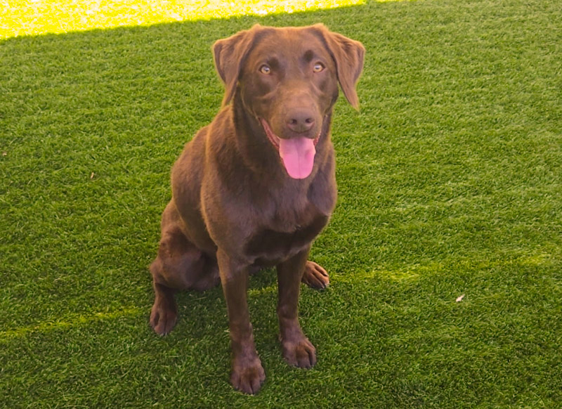 Detector Dog Rocket