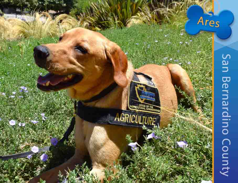 Detector Dog owen, San Bernardino County