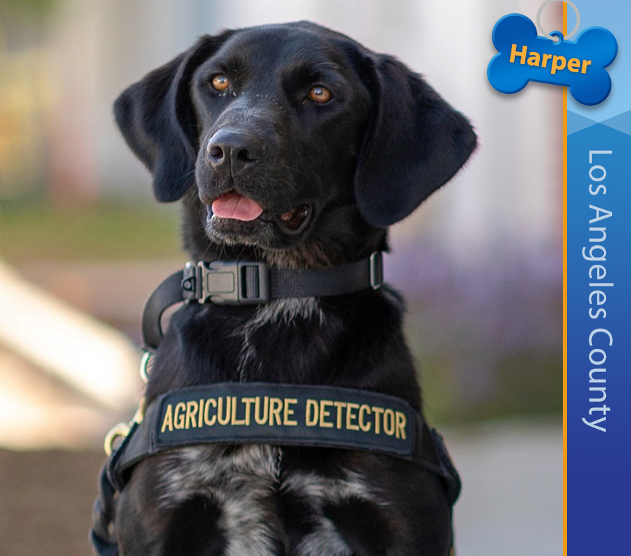 Detector Dog Harper, Los Angeles County