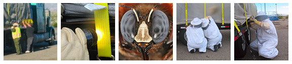 Pollinator Protection: Entering CA (Click on image for citation document on banner)