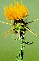 Noxious Weed
