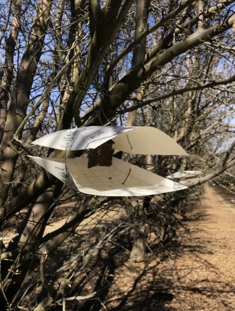 Pheromone/PPO-baited wing trap
