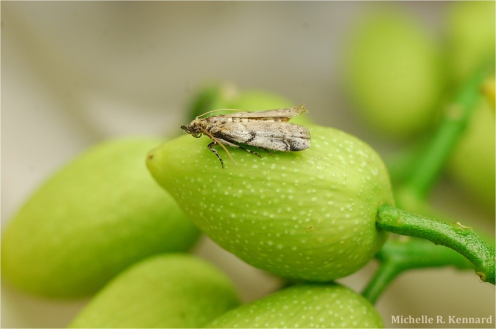 Adult NOW moth on developing pistachio fruits