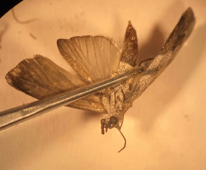 NOW female moth