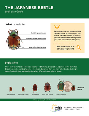 Japanese Beetle Infographic Poster Thumbnail