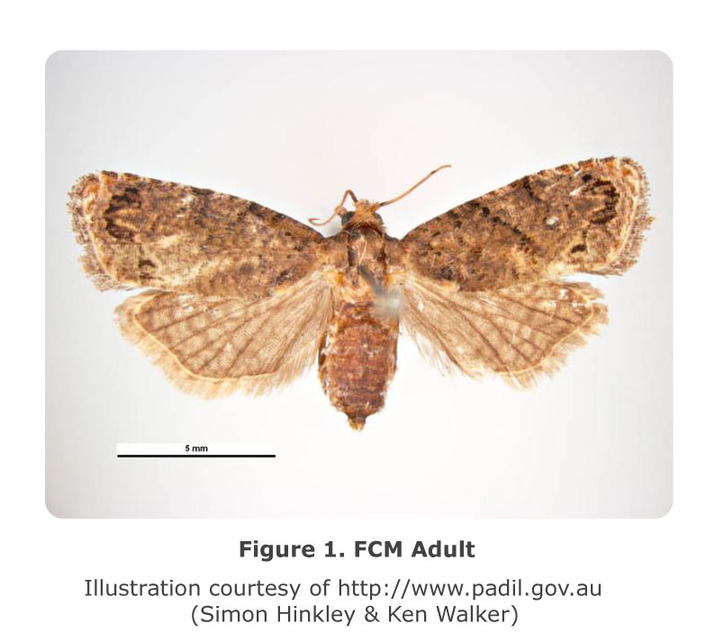 False Codling Moth